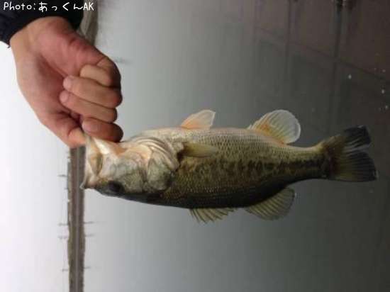 �֥�å��Х�