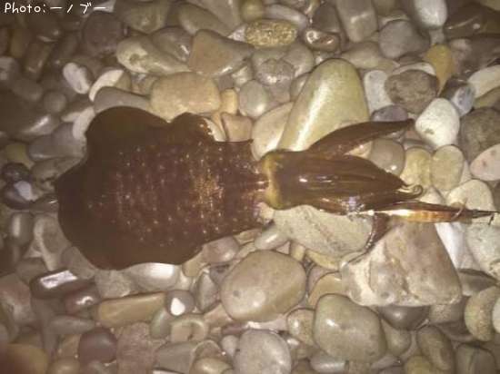 �����ꥤ��