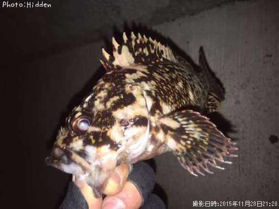 �����饽��