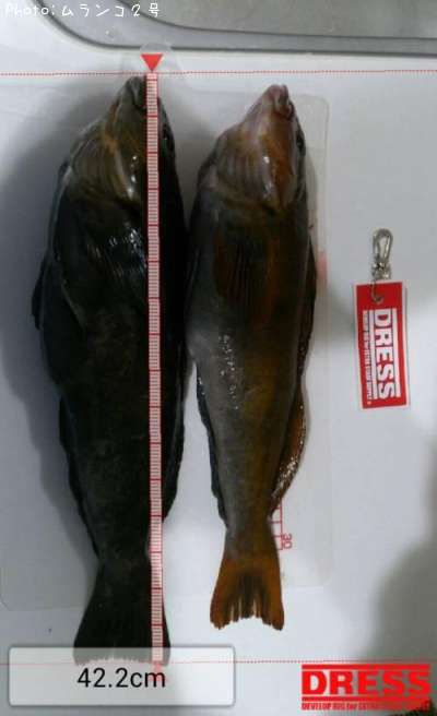 �����ʥ�