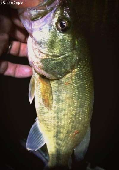 �֥�å��Х�