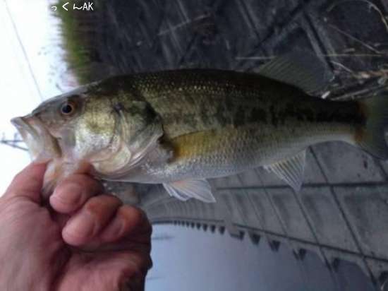 �֥�å��Х�