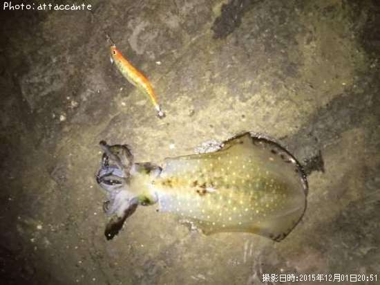 �����ꥤ��