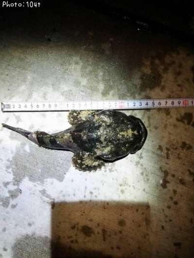 ���ॷ������