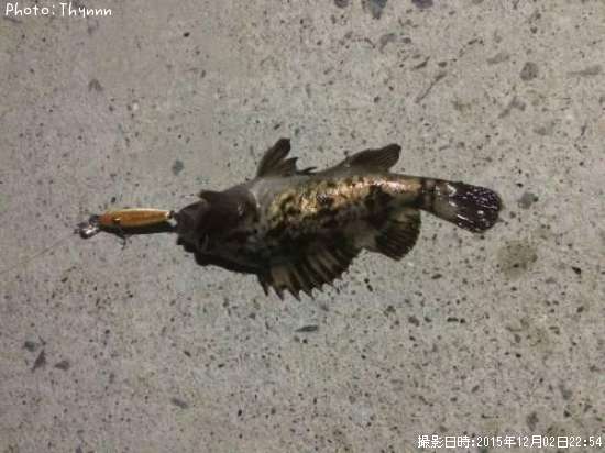 ���ӥ���