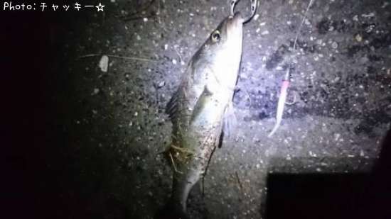 �����Х�