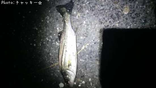 �����Х�