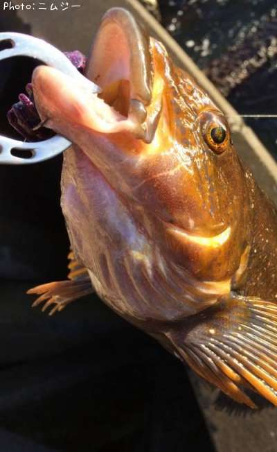 �����ʥ�