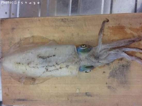 �����ꥤ��