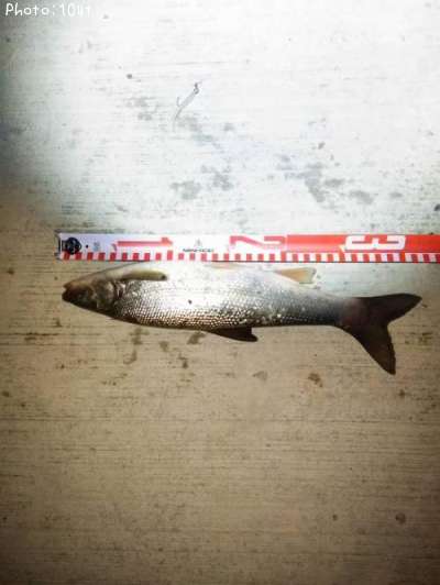 �ޥ륿������