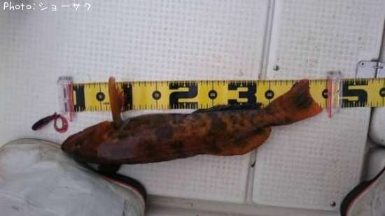 �����ʥ�