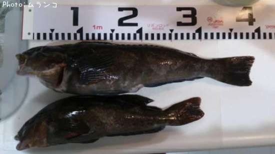 �����ʥ�