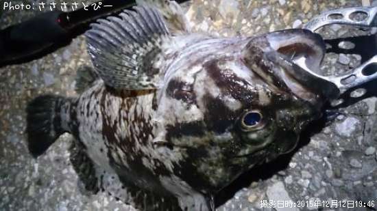 ���ץ���