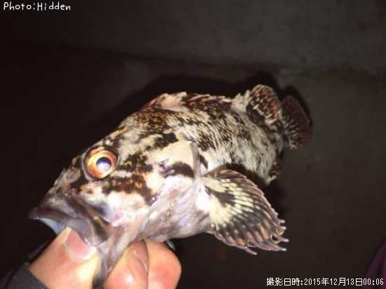 �����饽��