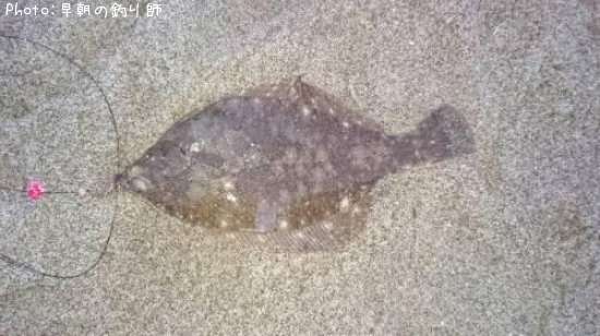 �ޥ����쥤