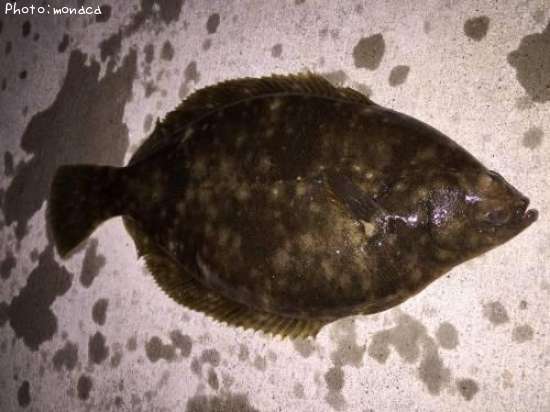 �ޥ����쥤