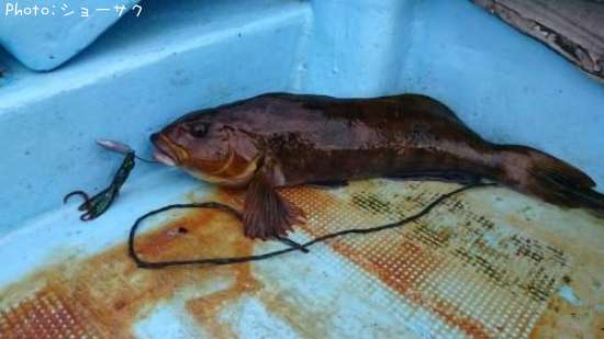 �����ʥ�