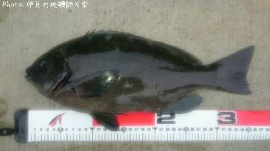 �����᥸��