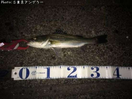 �����Х�