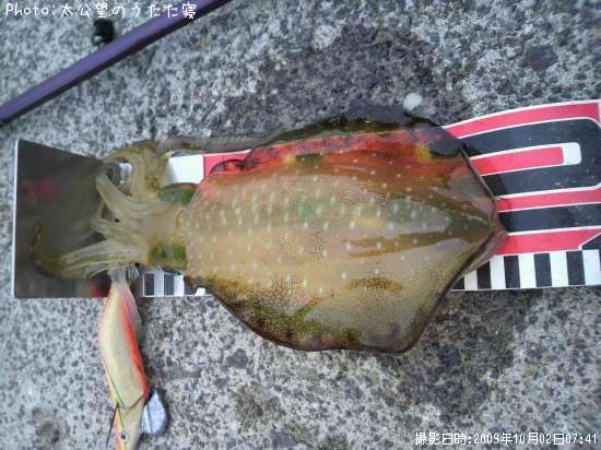 �����ꥤ��