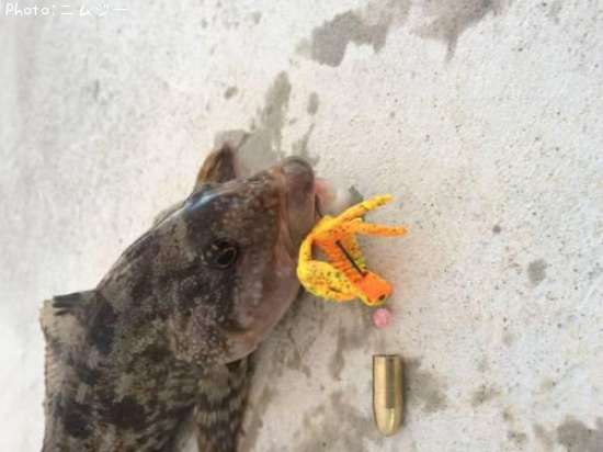 �����ʥ�