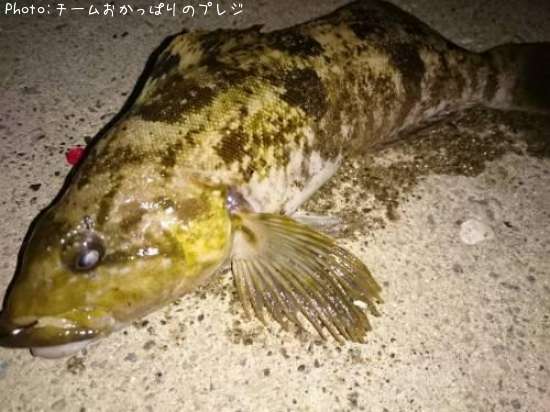 �����ʥ�