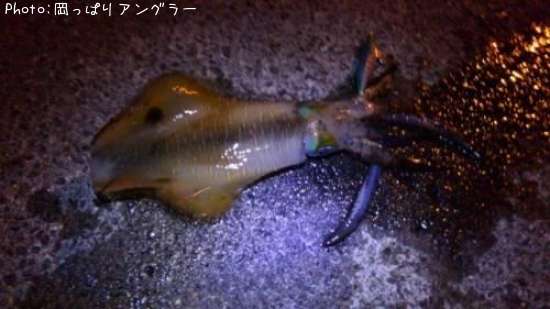 �����ꥤ��