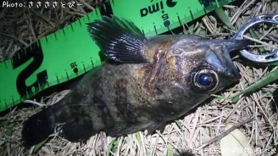 ��Х������