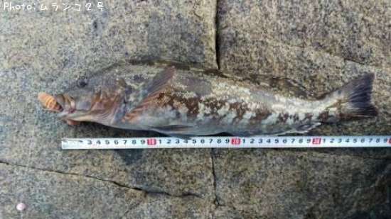 �����ʥ�