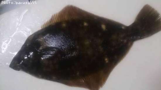 �ޥ����쥤