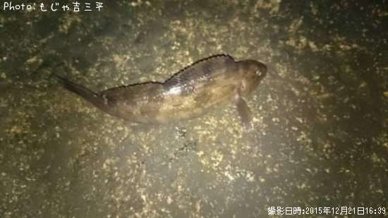 �����ʥ�