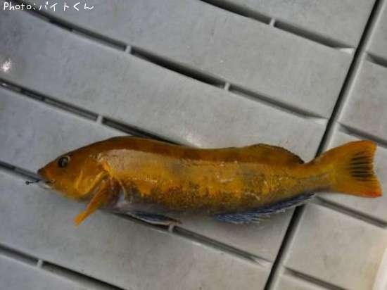 �����ʥ�