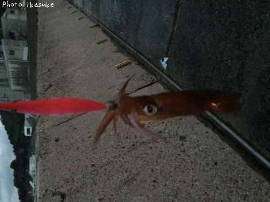 �ޥĥ�����