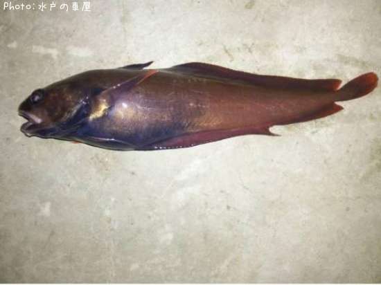 �������������ʥ�