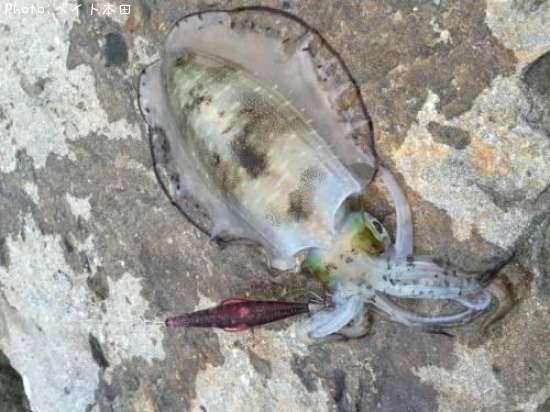 �����ꥤ��