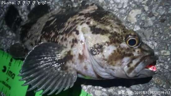 ��Х������