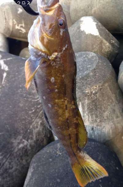 �����ʥ�