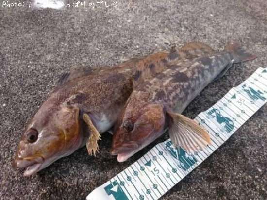 �����ʥ�