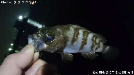 ��Х�������������Х�