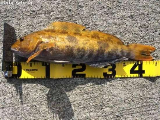 �����ʥ�