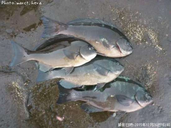 �����᥸��