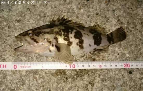 �����Υ���Х�