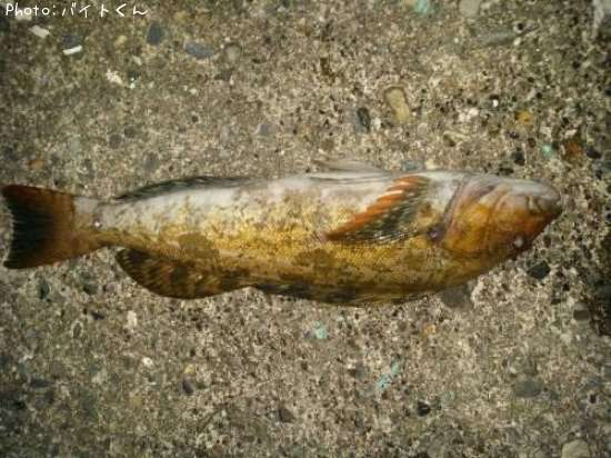 �����ʥ�