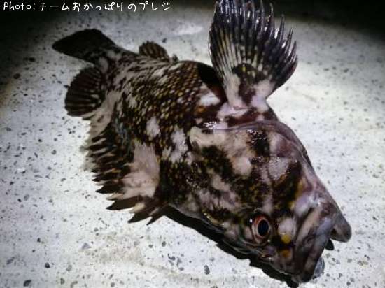 ���������饽��