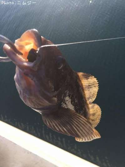 �����ʥ�