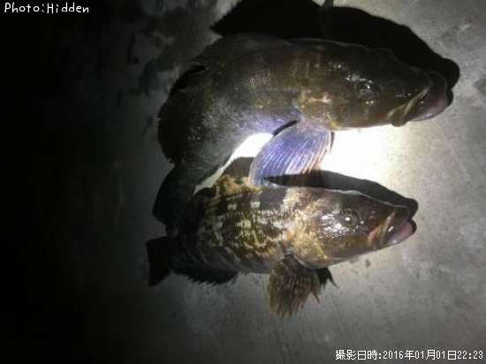 �����ʥ�