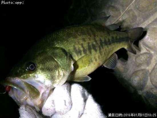 �֥�å��Х�