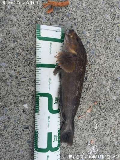 �����ʥ�