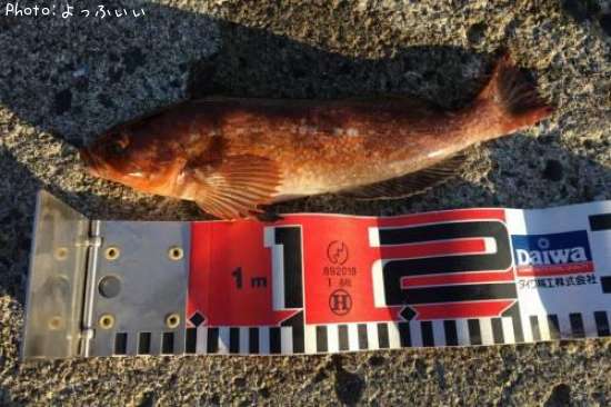 �����ʥ�