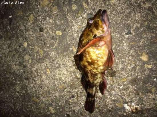 �����Υ���Х�